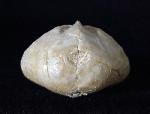 Linthia vilanovae (COTTEAU 1889) - Bild © FossNet FossilienStore